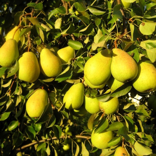 Груша Чижовская