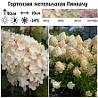 Гортензия метельчатая 