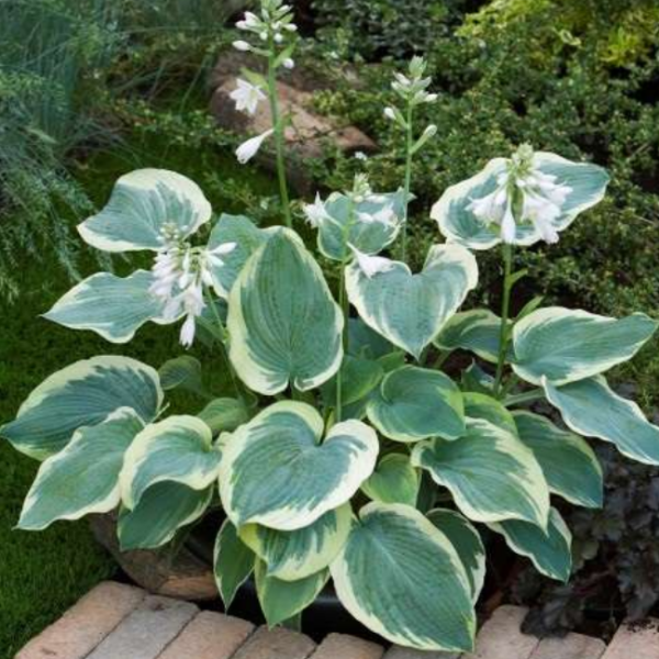 Основное изображение товара