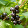 Смородина черная "Услада" на фото