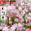 Дейция (Deutzia) Розеа Плена  С3 СП/23