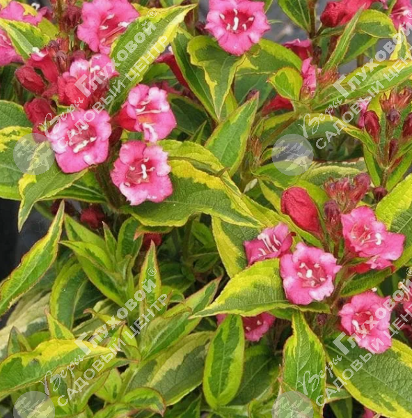 Вейгела цветущая  "Бригелла" на фото