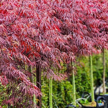 Основное изображение товара