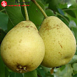 Груша 