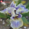 Ирис карликовый (Iris pumila) Суммонед Спирит С3 ГлХ/23