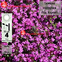 Основное изображение товара