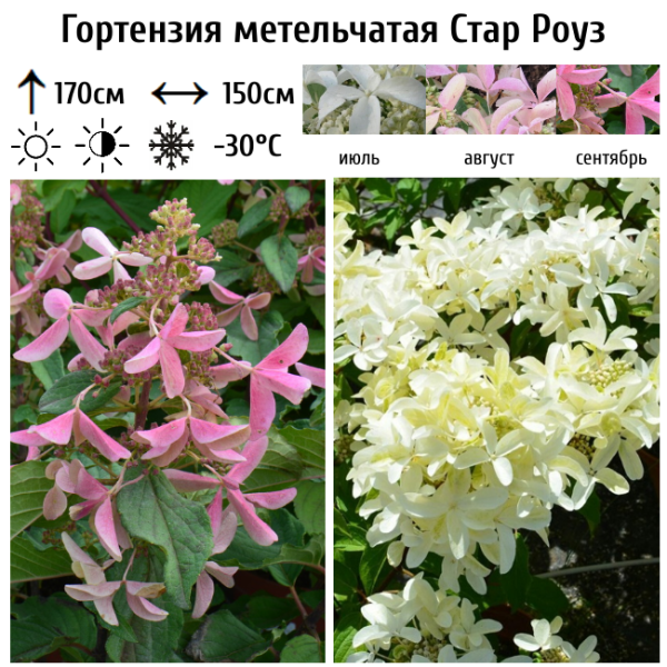 Основное изображение товара