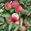 Яблоня колоновидная 