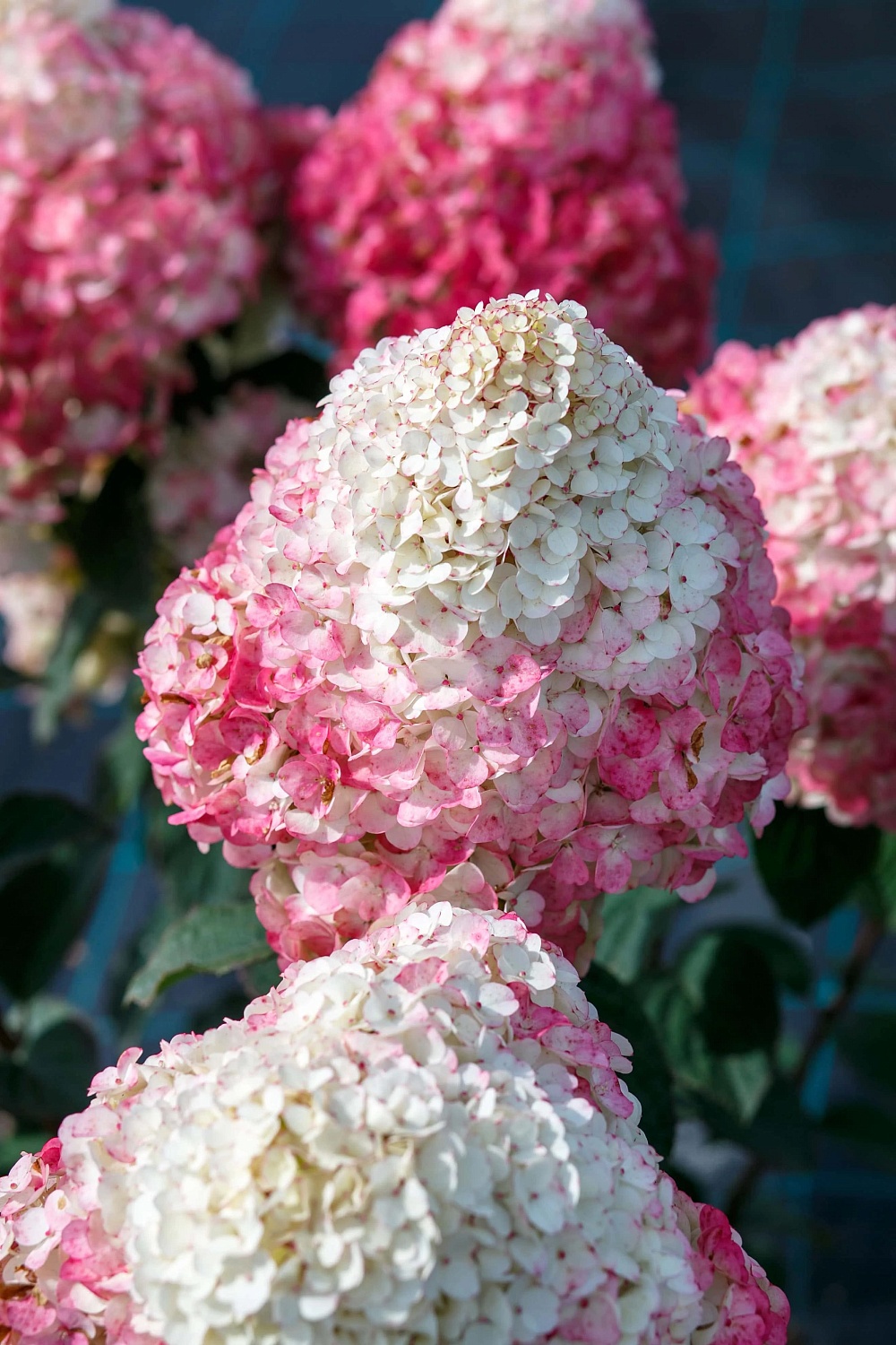 Сорт гортензии Самарская Лидия