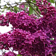 Сирень обыкновенная 