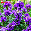 Колокольчик скученный 