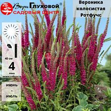 Основное изображение товара