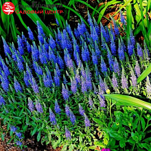 Основное изображение товара