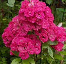 Основное изображение товара