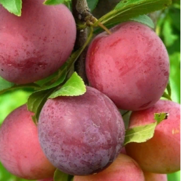 Основное изображение товара