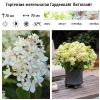 Гортензия метельчатая "Гарденлайт Литтллайт" на фото