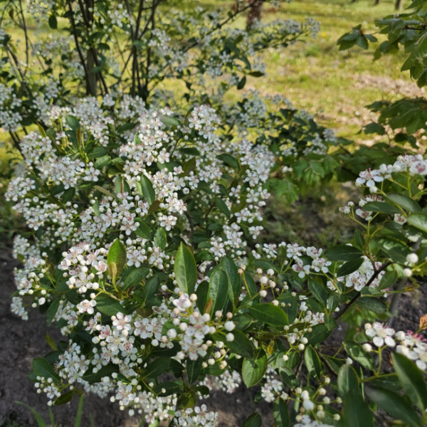 Основное изображение товара