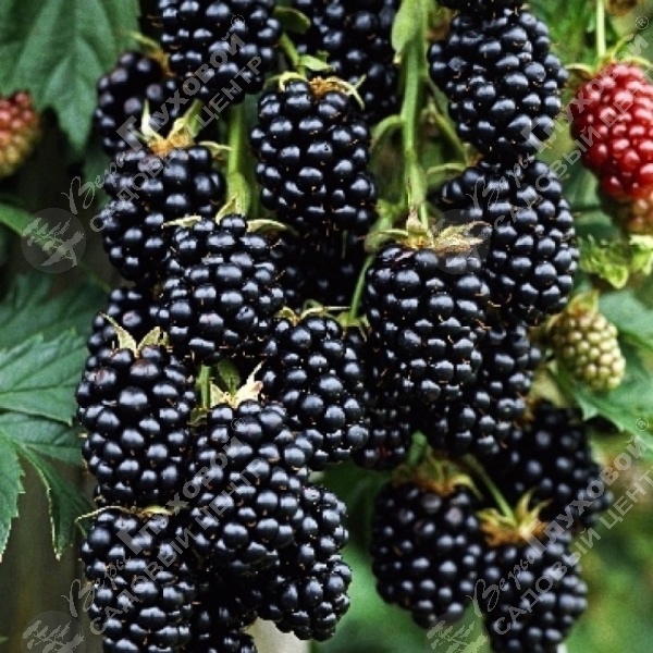 Ежевика "Торнфри" на фото