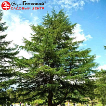 Основное изображение товара