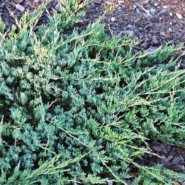 Основное изображение товара