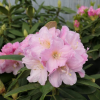 Рододендрон гибридный (Rhododendron hybriden) 'Ritva' 30-40 С5 ПЧ/26