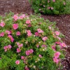 Лапчатка кустарниковая (Potentilla fruticosa) Белла Роза С3 СП/25
