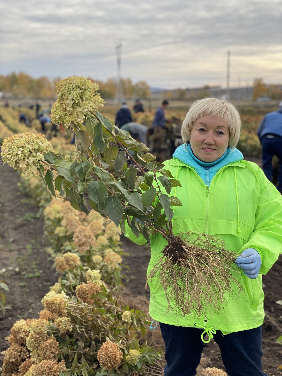 Открыта продажа гортензий ОКС (голый корень)