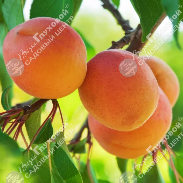 Абрикос "Куйбышевский юбилейный" на фото