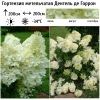Гортензия метельчатая (Hydrangea paniculata) Дентель де Горрон  С3 СП/24