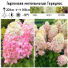 Гортензия метельчатая (Hydrangea paniculata) Геркулес 2-3вет ОКС СП/25
