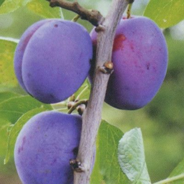 Основное изображение товара
