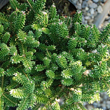 Основное изображение товара