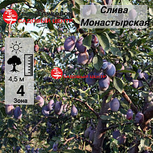 Основное изображение товара