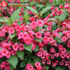 Вейгела цветущая (Weigela florida) Бристоль Руби С3 СП/23