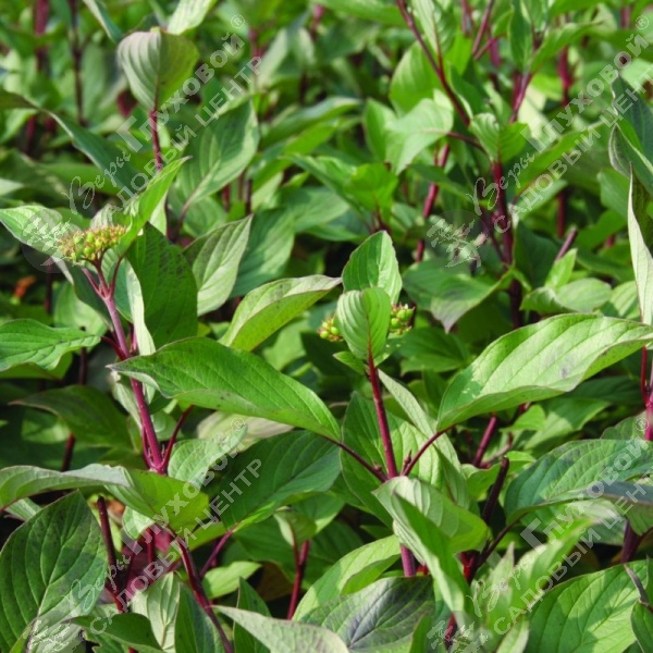 Дерен белый "Сибирика" на фото