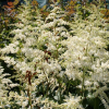 Астильба Арендса (Astilbe arendsii) Браутшлейер С2 ГлХ/26