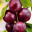 Шарафуга 