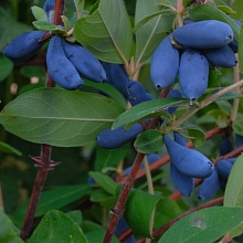 Основное изображение товара