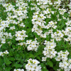 Арабис кавказский (Arabis caucasica) Кэтвок Вайт С2 РФр/26