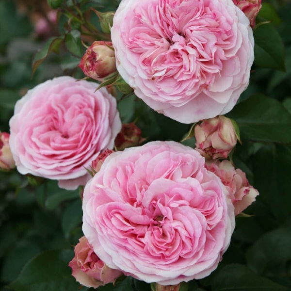 Основное изображение товара