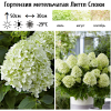 Гортензия метельчатая (Hydrangea paniculata) Литтл Споки Р9 СП/25