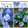 Гортензия крупнолистная (Hydrangea macrophyllа) Эндлесс Саммер Твист Шот Блю С3 БдН/25