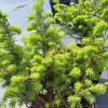 Ель сербская (Picea omorica) Карел   С3 СП/24