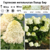 Гортензия метельчатая (Hydrangea paniculata) Полар Бир 2-3вет ОКС СП/25