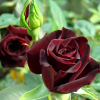 Роза чайно-гибридная 'Black Baccara' С7 БНвС/26