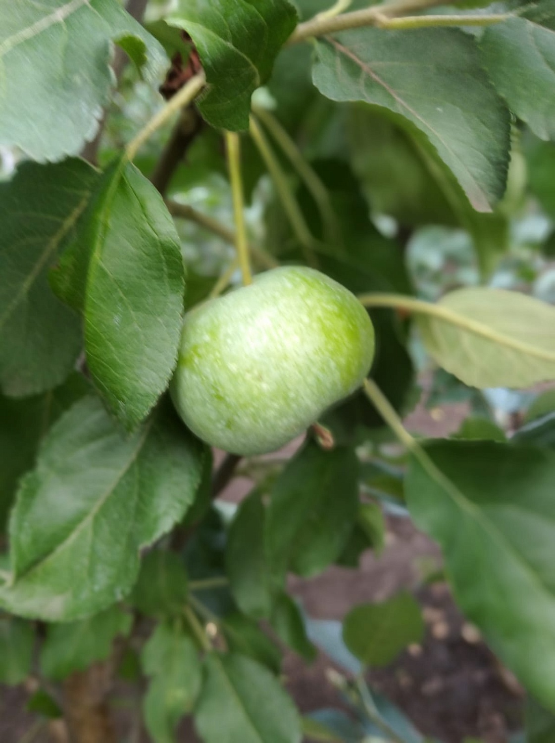 АКЦИЯ: Трёхлетние саженцы яблони от 250₽