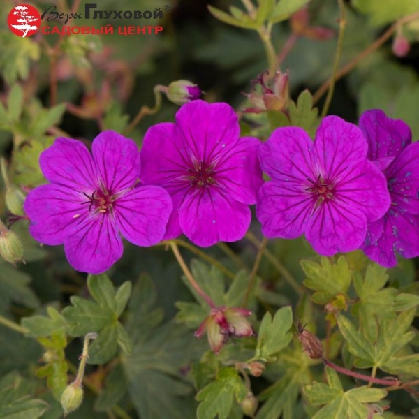 Основное изображение товара