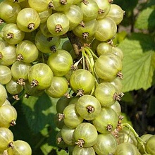 Основное изображение товара