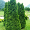 Туя западная (Thuja occidentalis) Холмструп  Р9 ГлХ/26