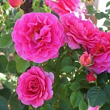 Основное изображение товара